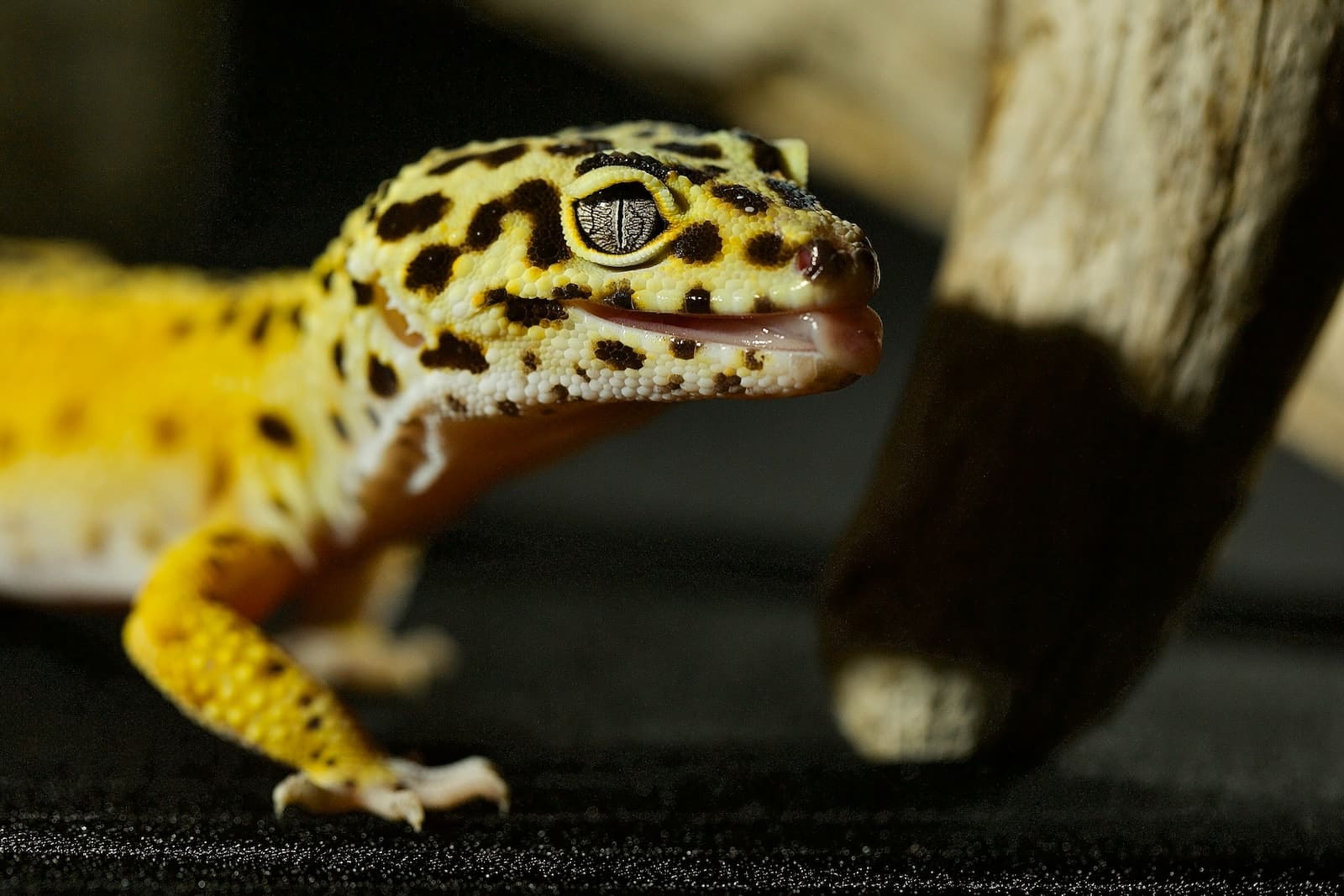 Types of Geckos in Indonesia