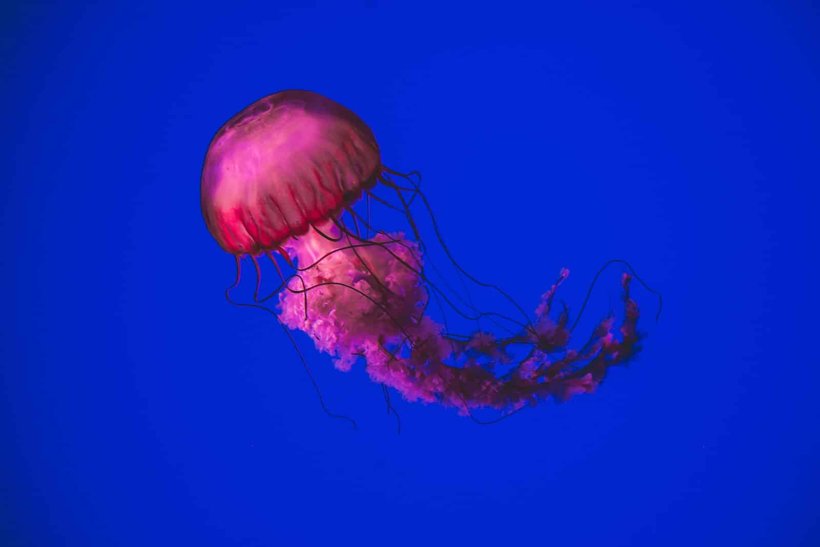 Types of Jellyfish in Texas