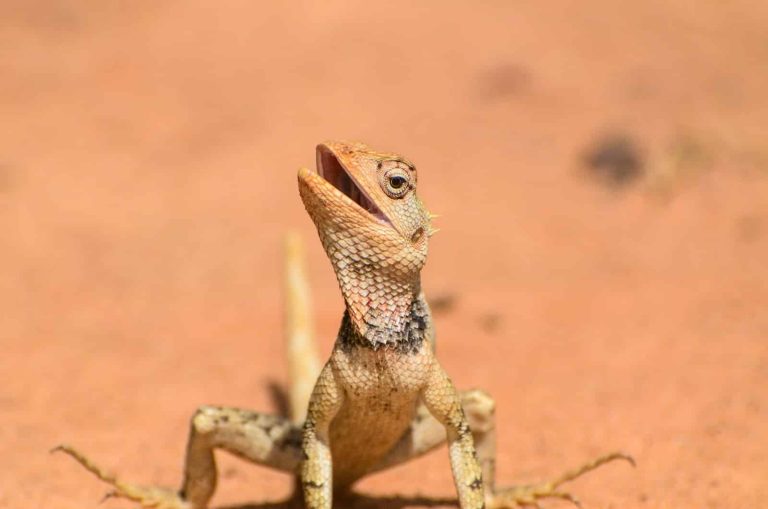23 Different Types of Lizards in South Africa