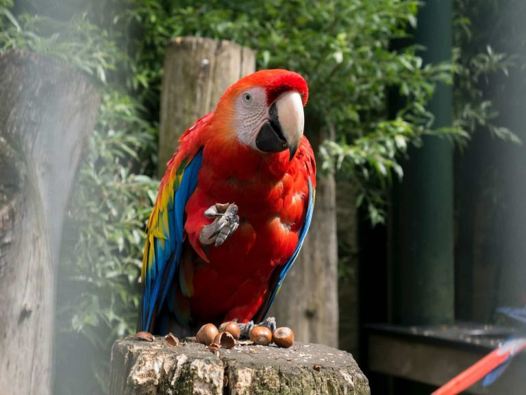 2 Types of Macaws in Costa Rica