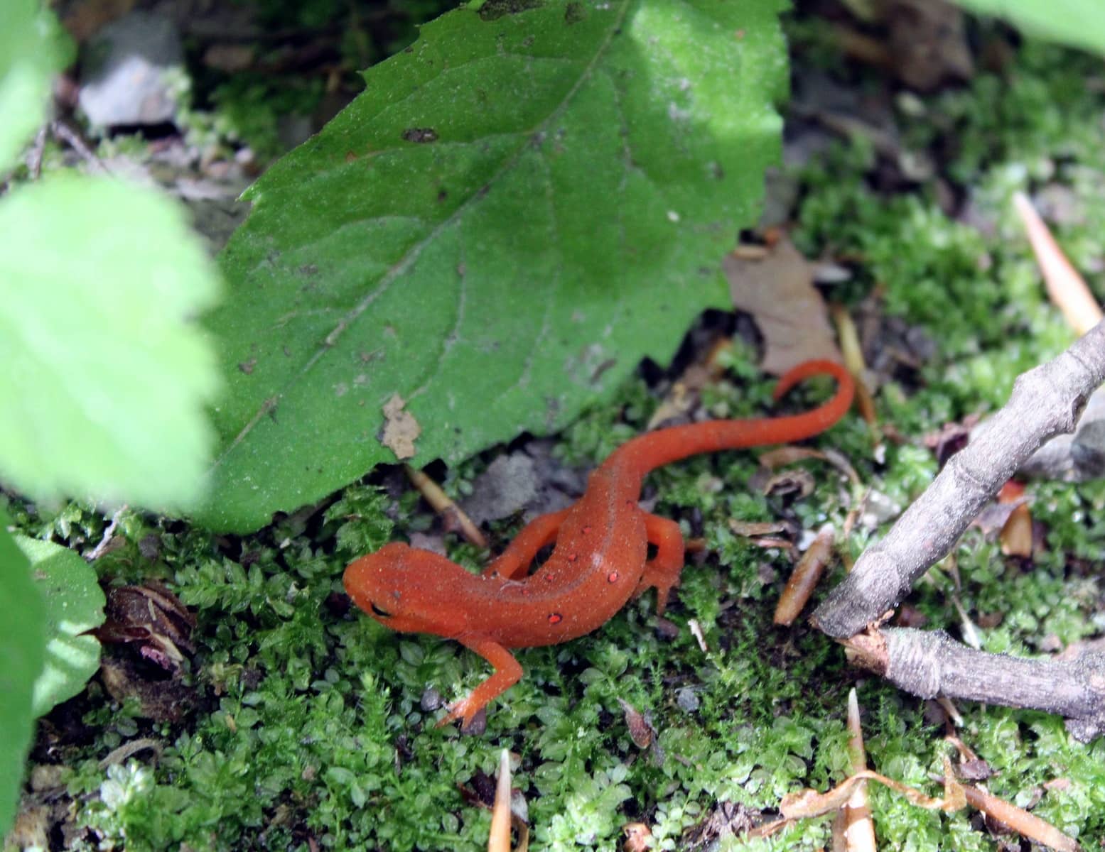 Types of Salamanders in Canada