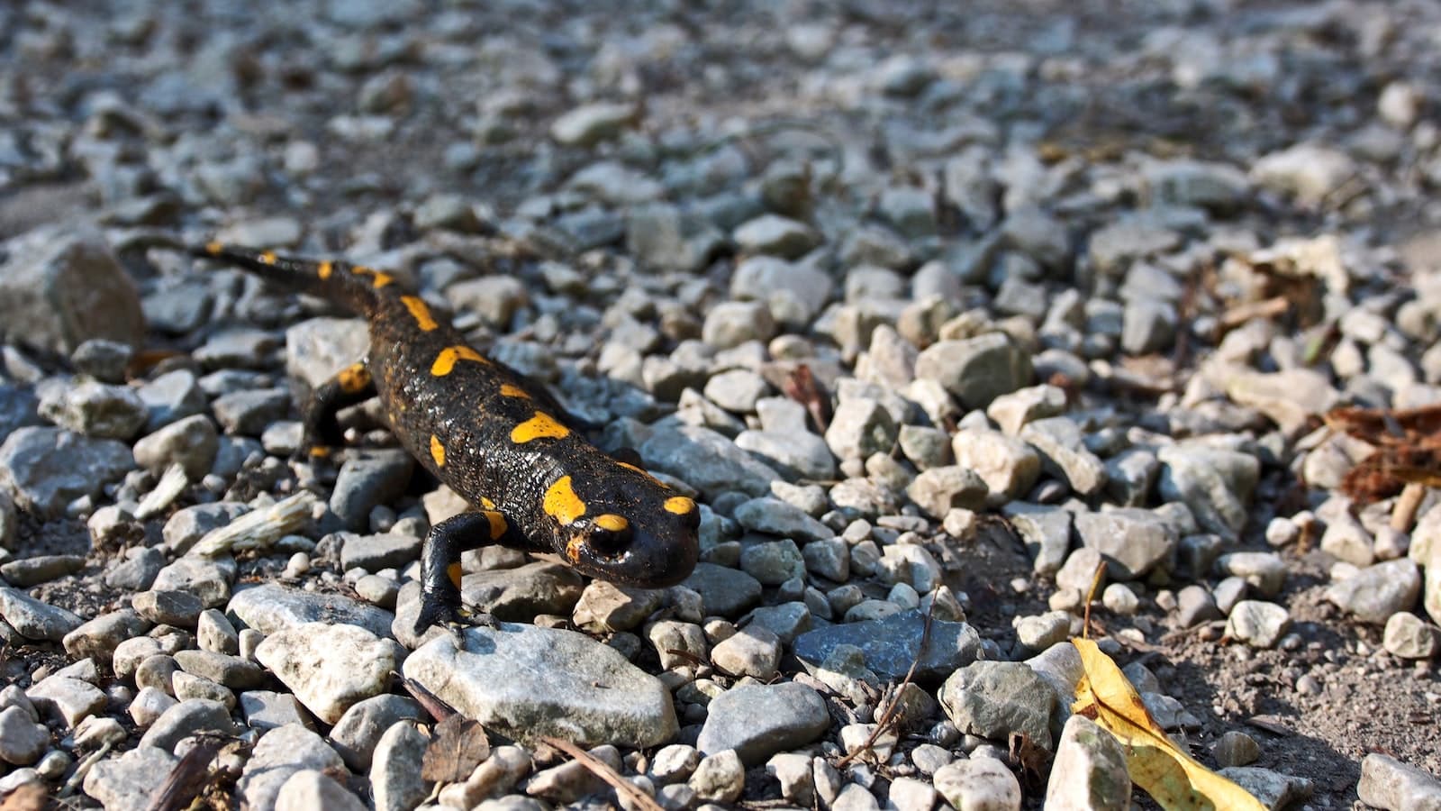 Types of Salamanders in New York
