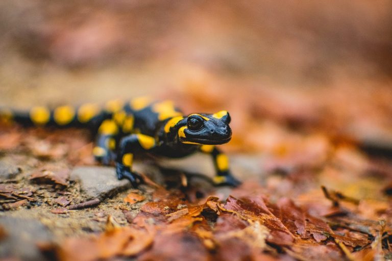 10 Types of Salamanders to Keep as Pet