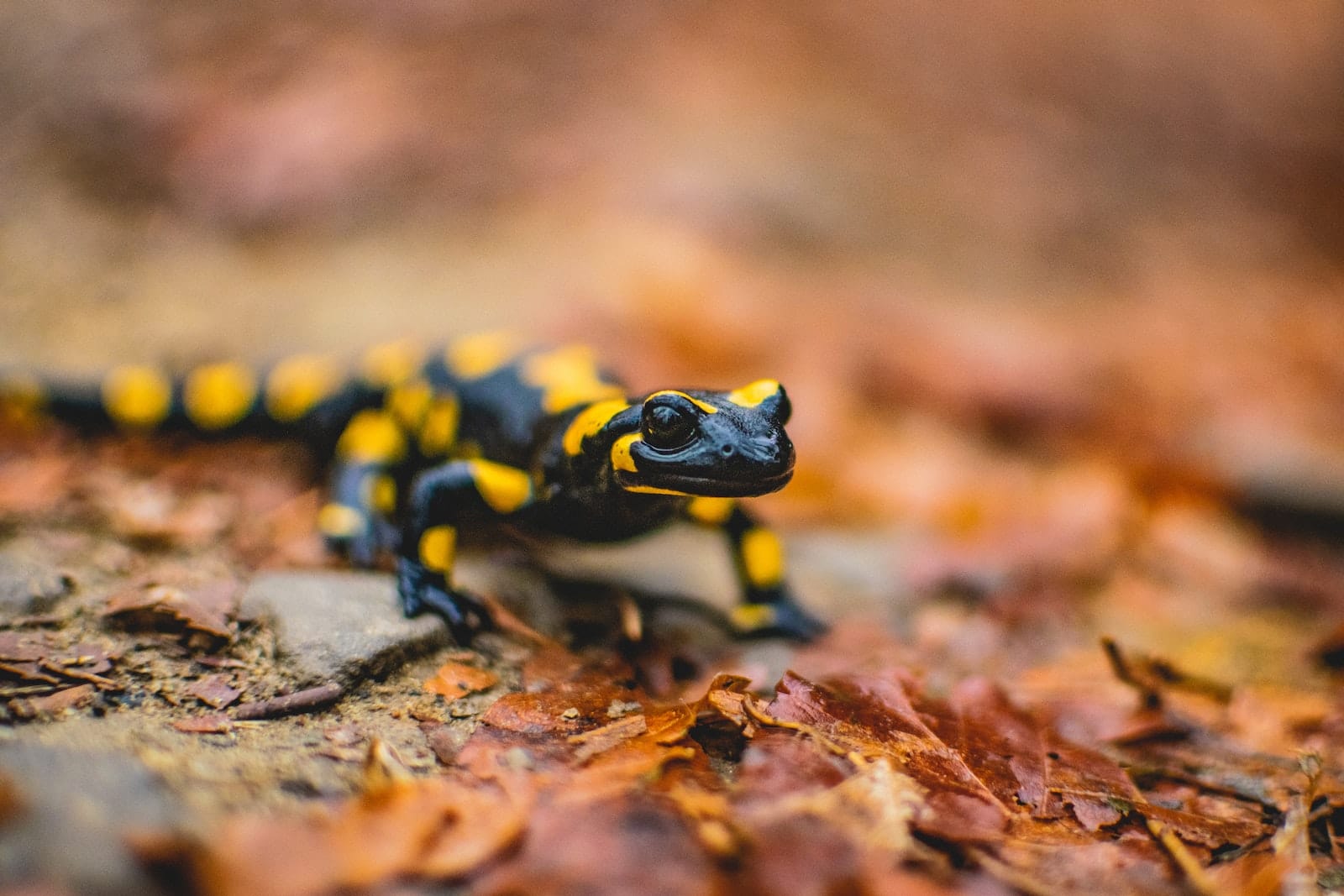 Types of Salamanders to Keep as Pets