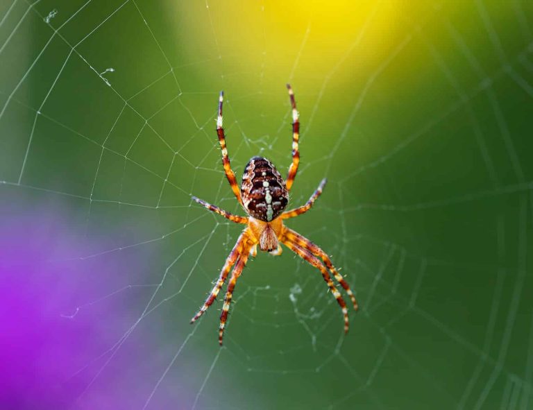 24 Different Types of Spiders in Georgia