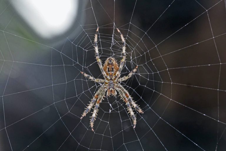 25 Types of Spiders in Kansas