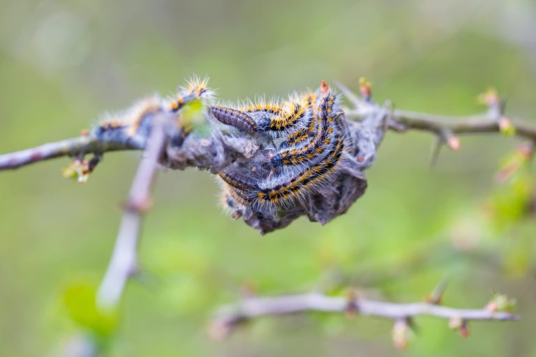 14 Different Types of White Caterpillars