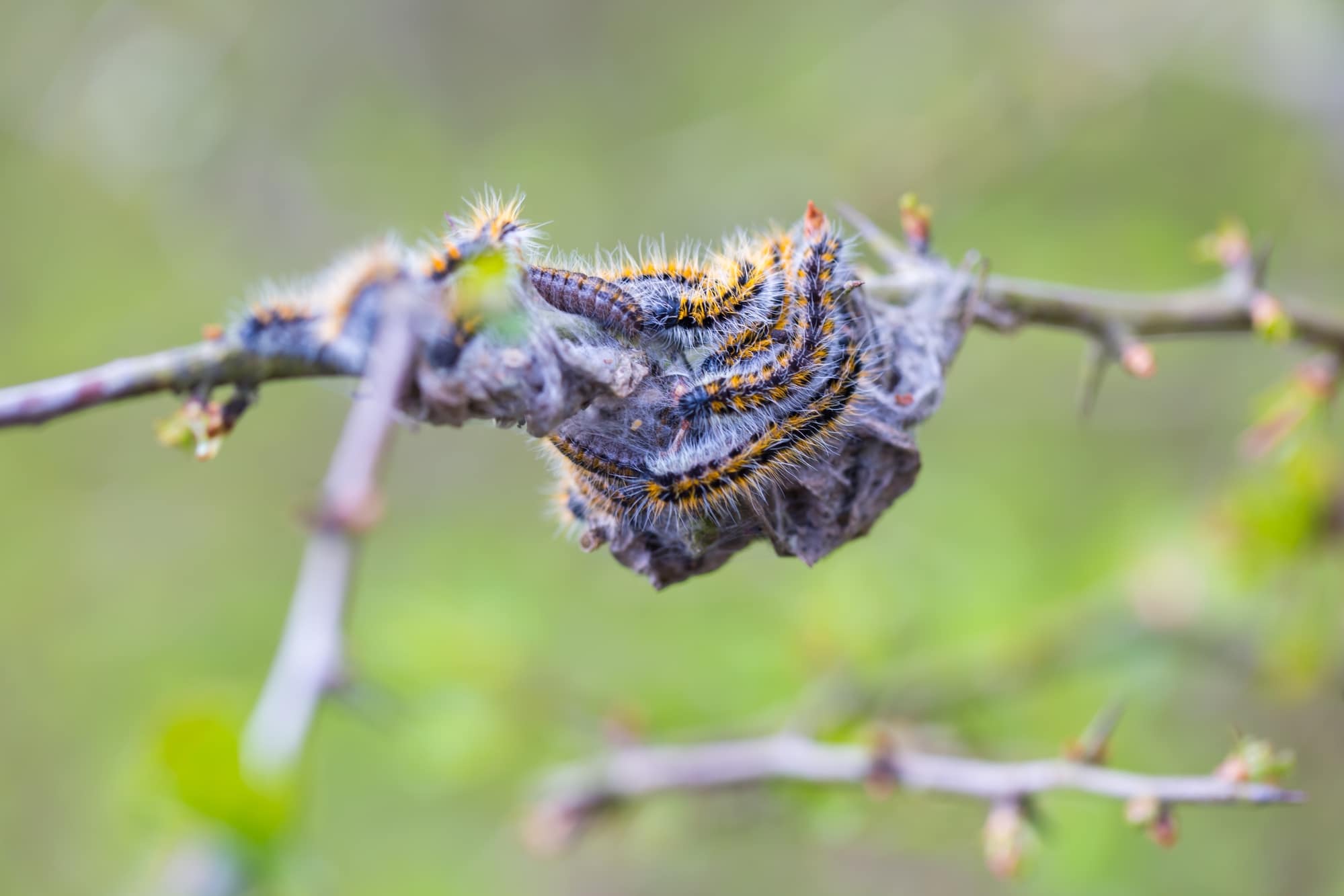 types of white caterpillars