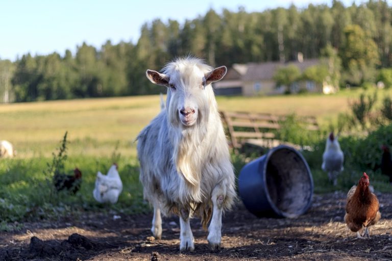 Wether Goat: Goat Breed Profile and Information