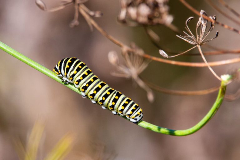 26 Different Types of Yellow Caterpillars