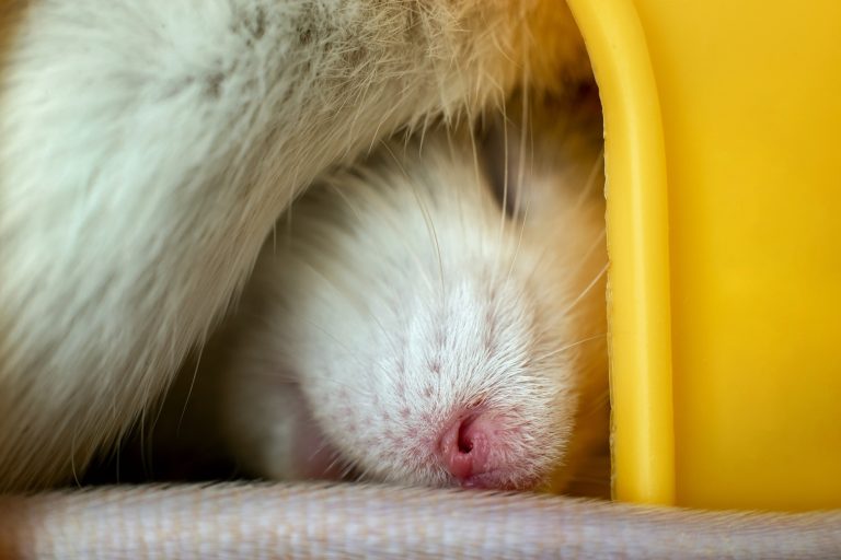 Albino Hamster: Breed Profile and Information