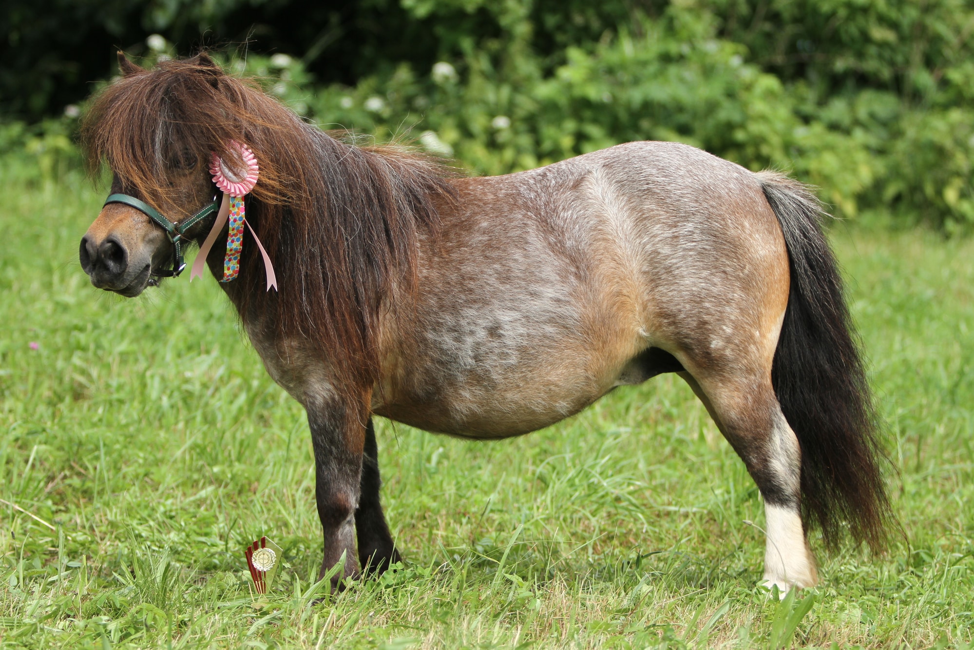 American Shetland Pony