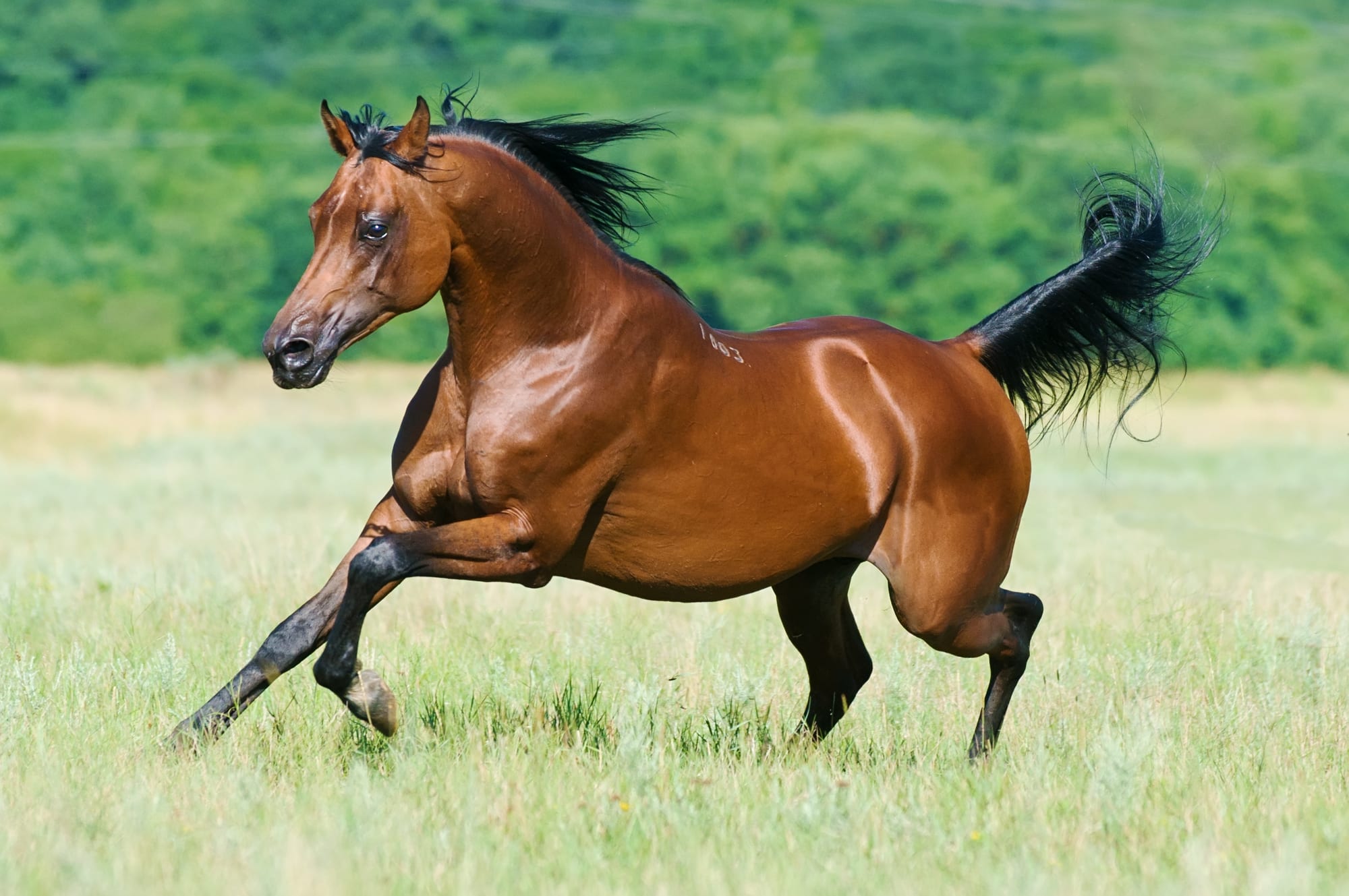 Arabian Horse