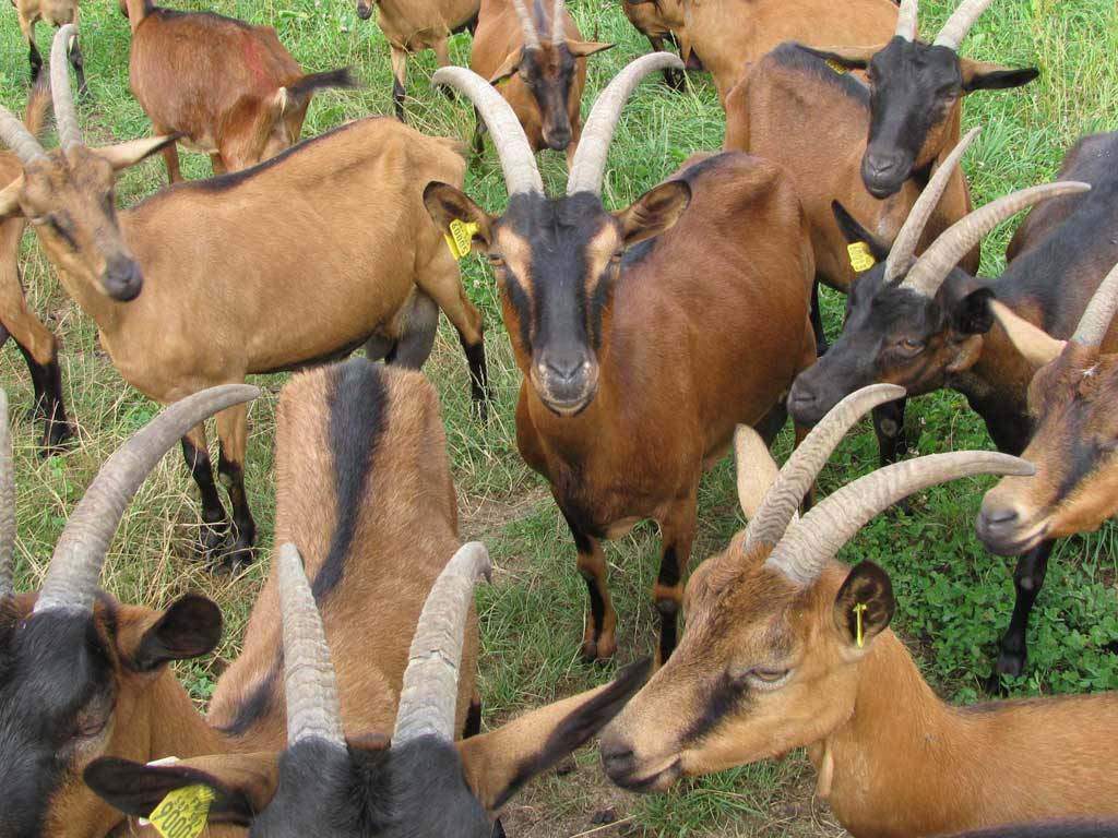 Chamois colored Goat