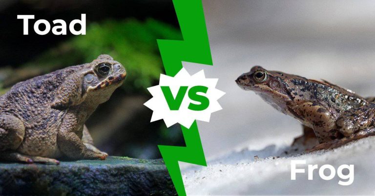 What Are the Difference Between Frogs and Toads?