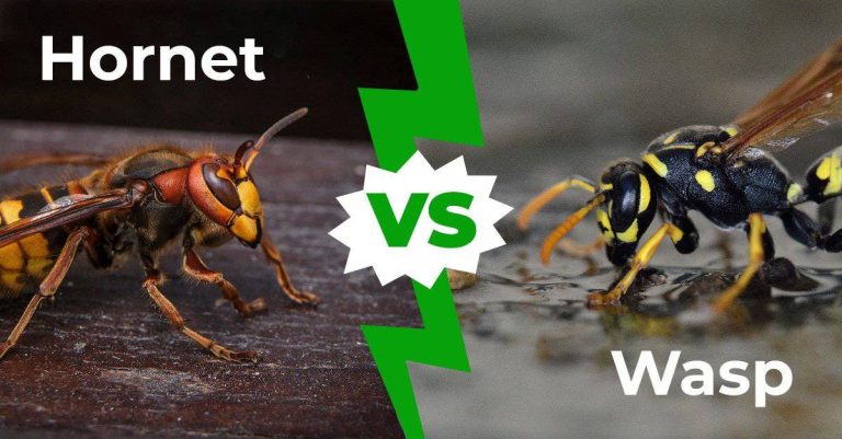 What’s the Difference Between Wasps and Hornets?
