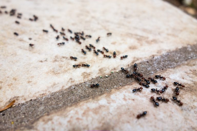 10 Different Types of Ants Explained