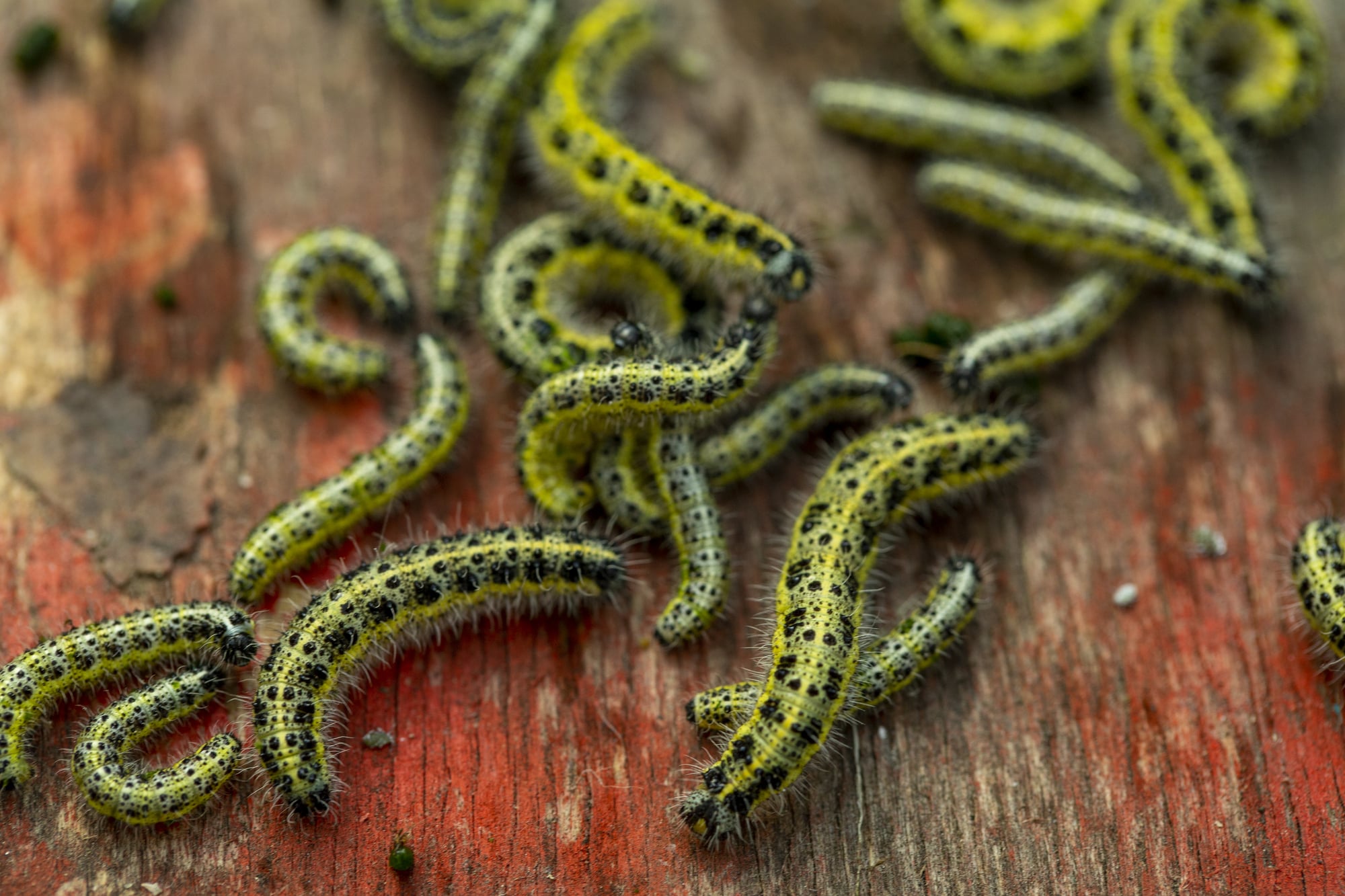 Different Types of Caterpillars in Ohio