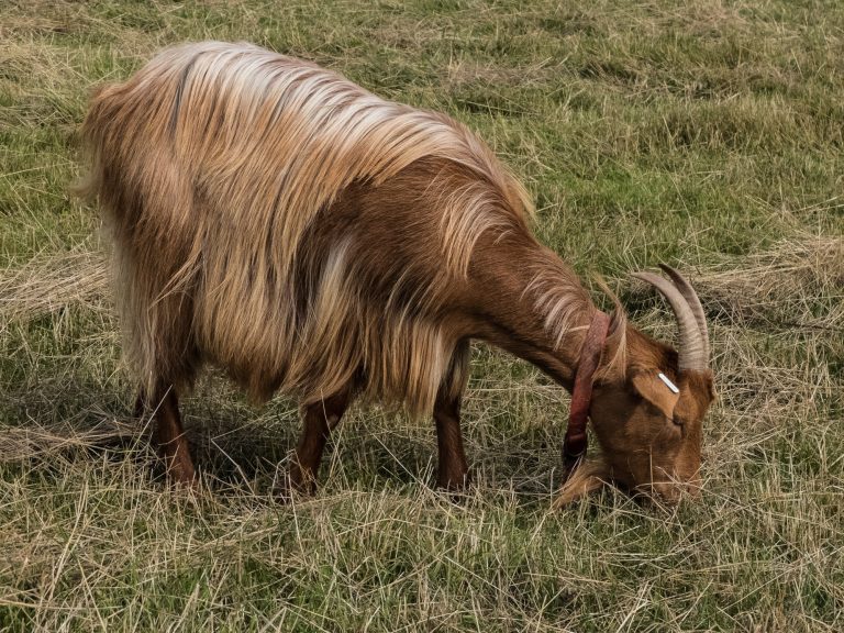 Dutch Landrace Goat: Goat Breed Profile and Information