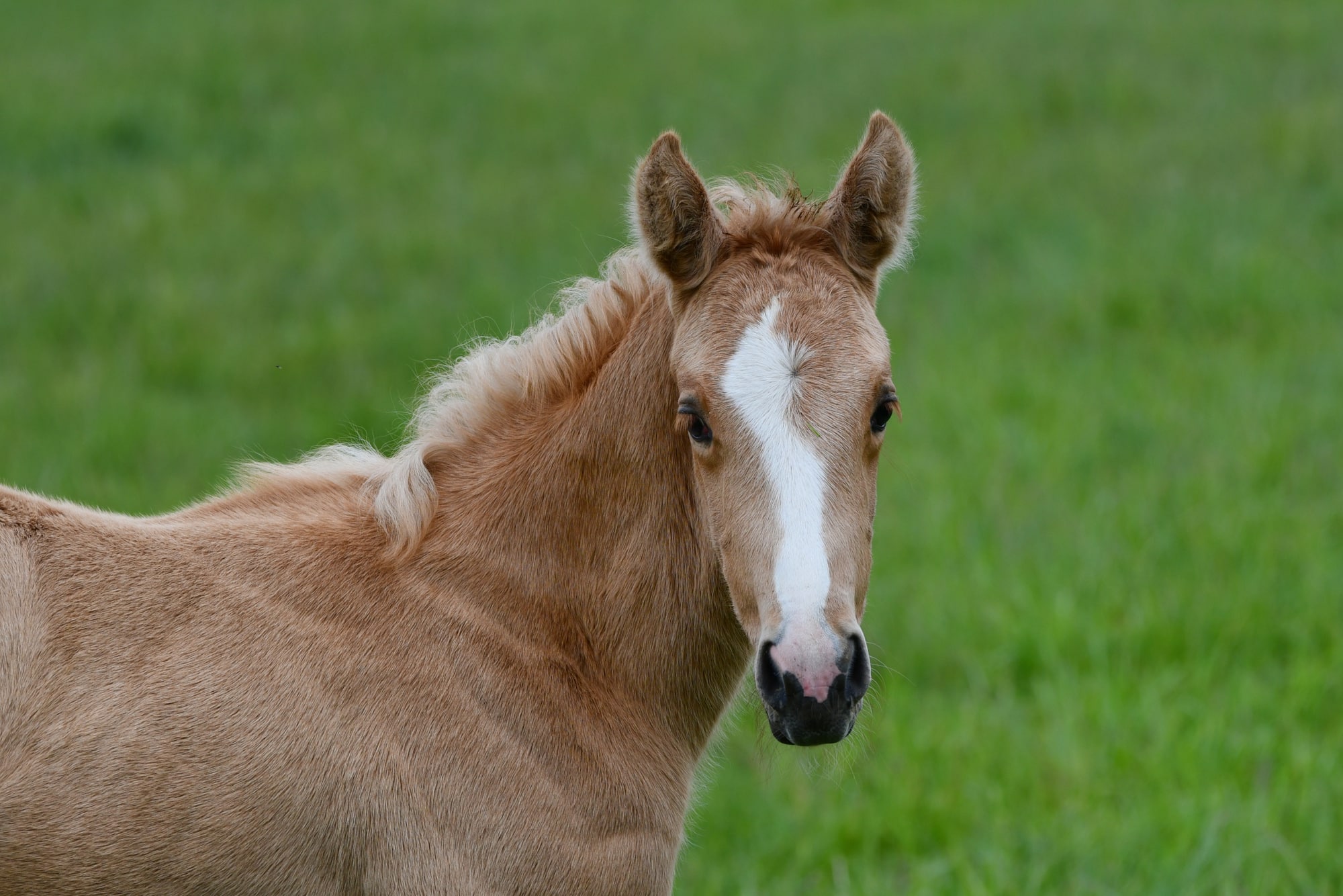 Facts About Palomino Horses