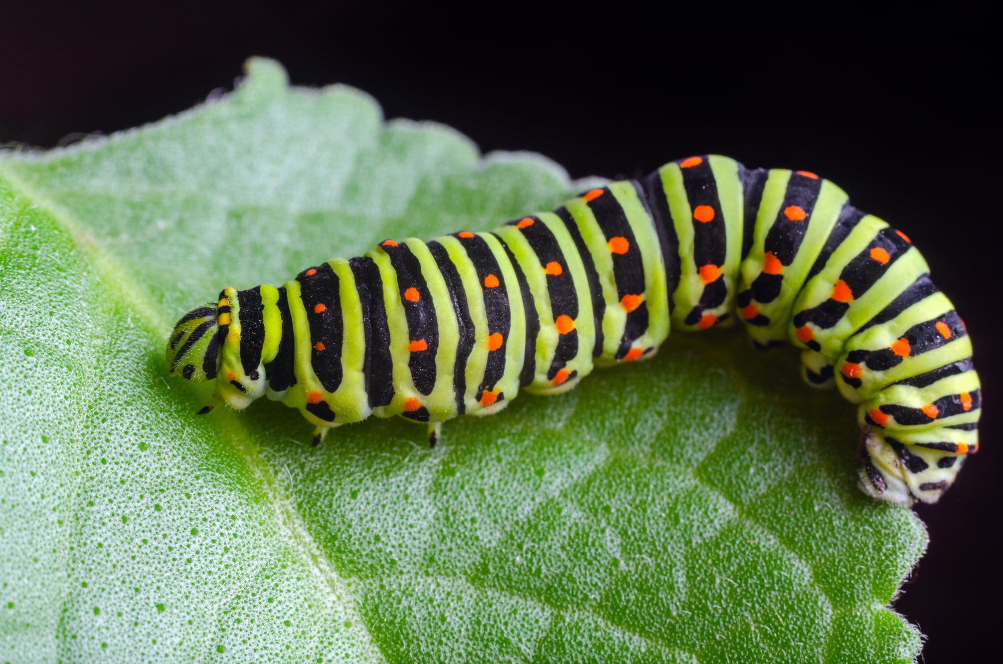 Green Types of Caterpillars
