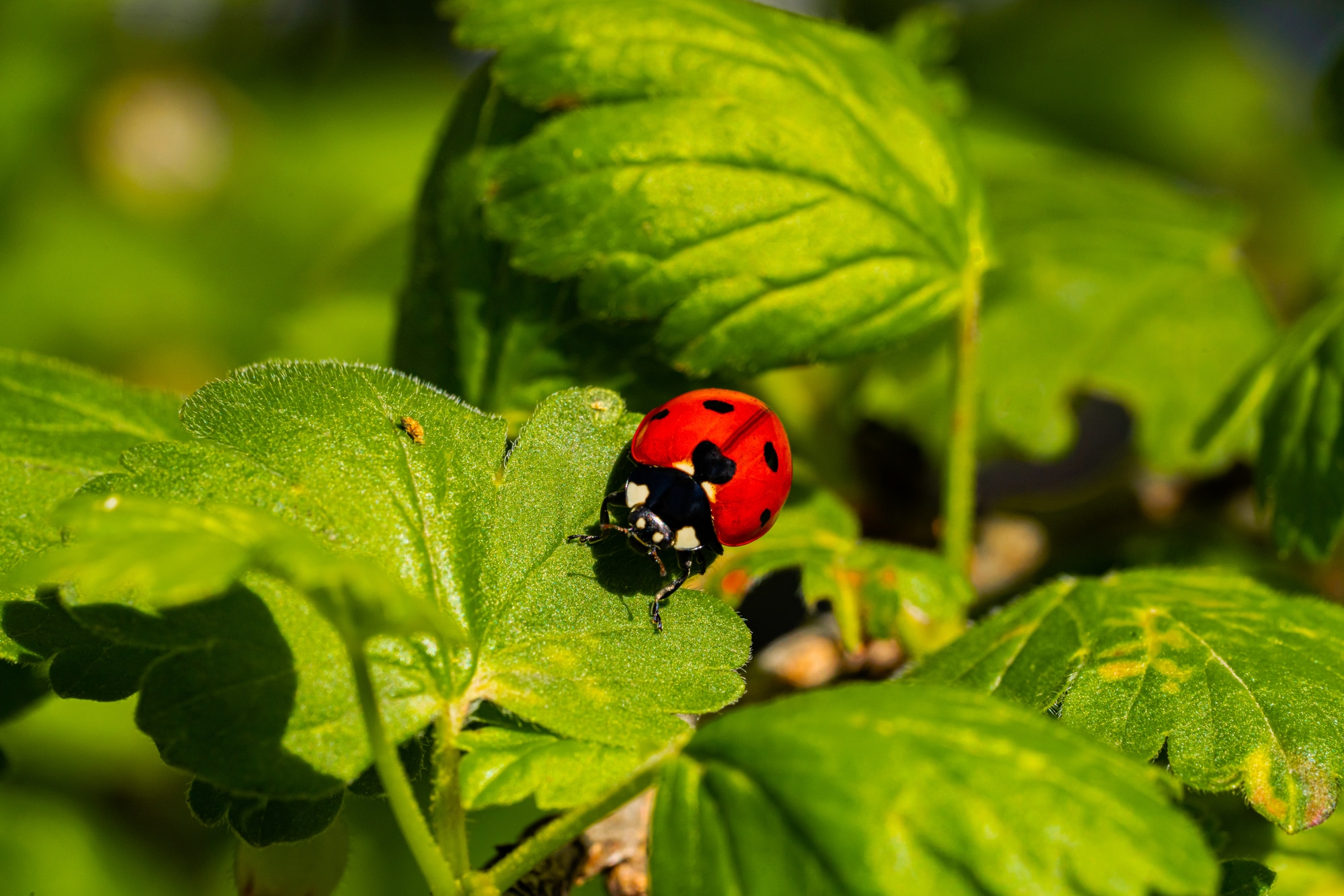 How Many Types of Ladybugs Are There