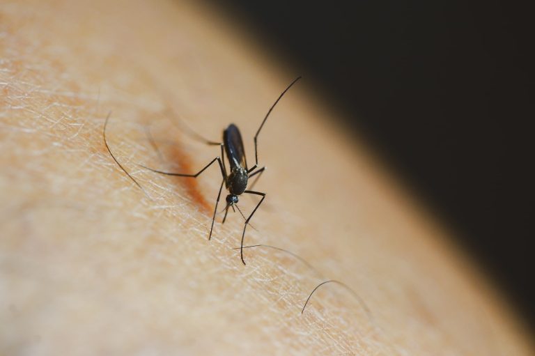 How Many Types of Mosquitoes Are There?