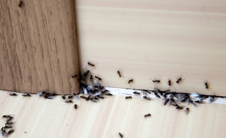 12 Most Common Types of Ants