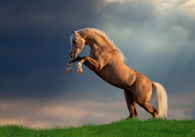 Palomino Horse: Horse Breed Profile and Information