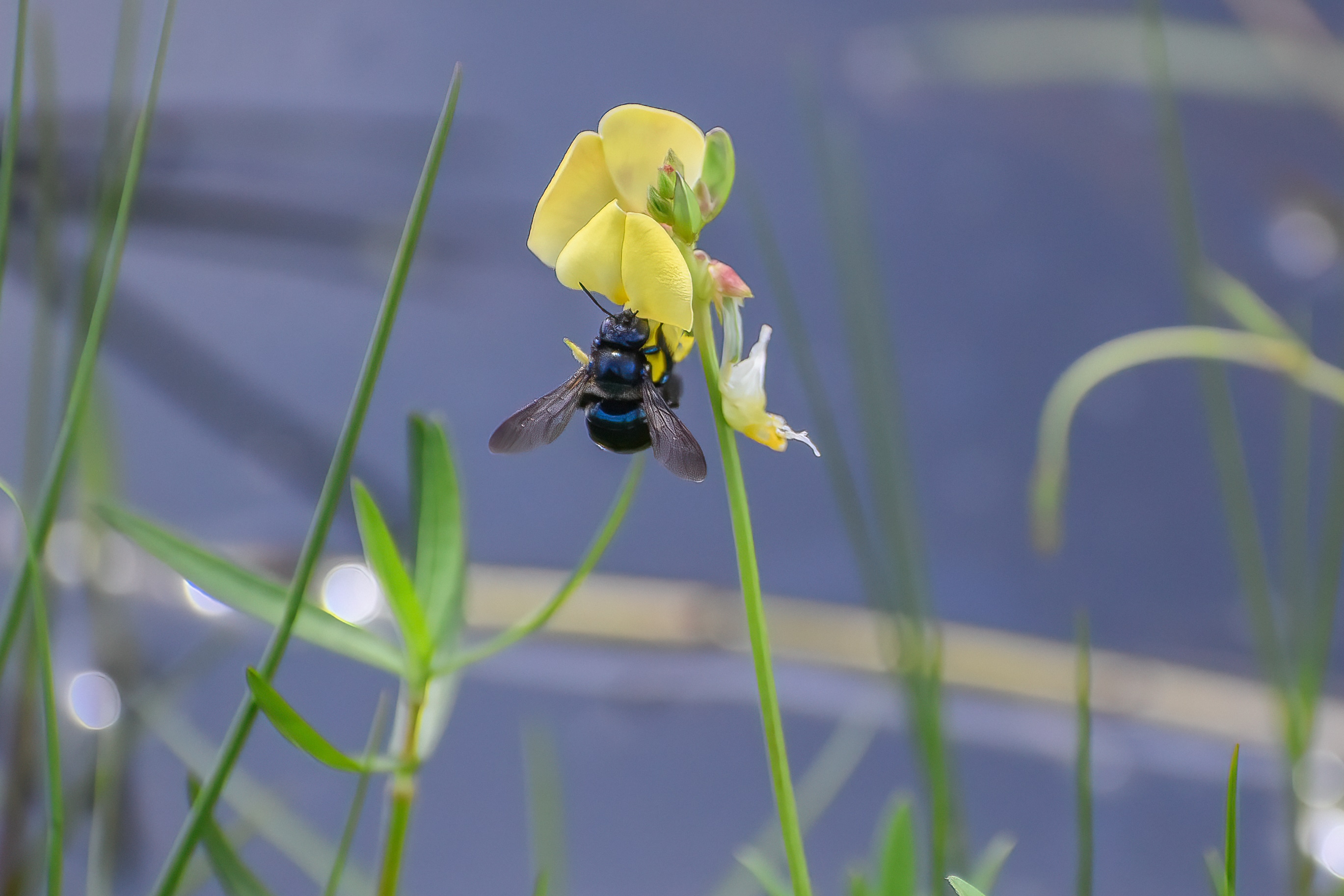 Southern Carpenter Bee