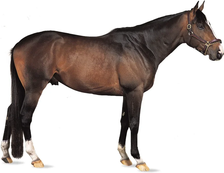 Thoroughbred Horse: Horse Breed Profile and Information