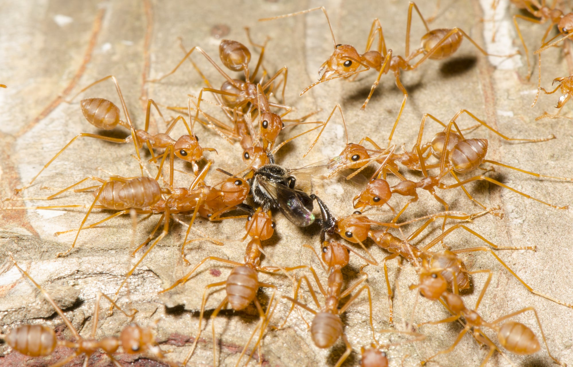 Types Of Ants In South Carolina