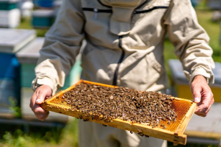 40 Types of Beetles in Kentucky