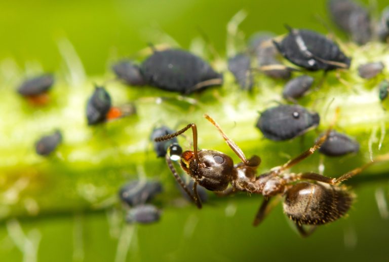 56 Different Types of Ants in Louisiana