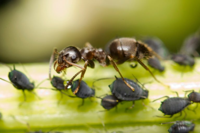 17 Types of Ants in Arizona