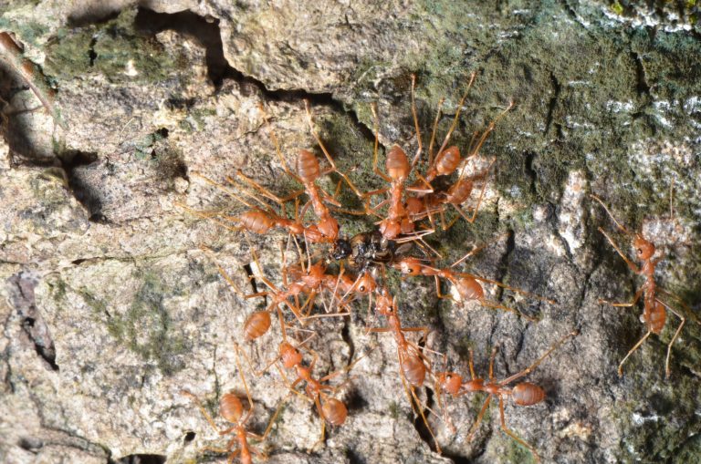 15 Types of Ants in Georgia