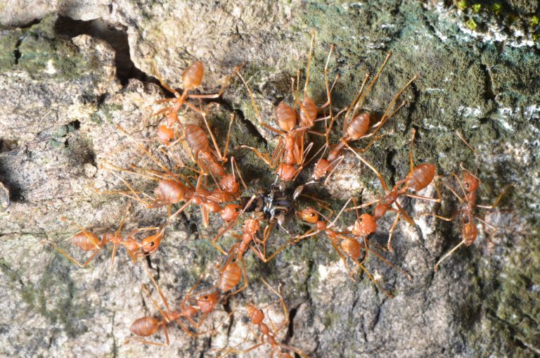 34 Different Types of Ants in Kansas