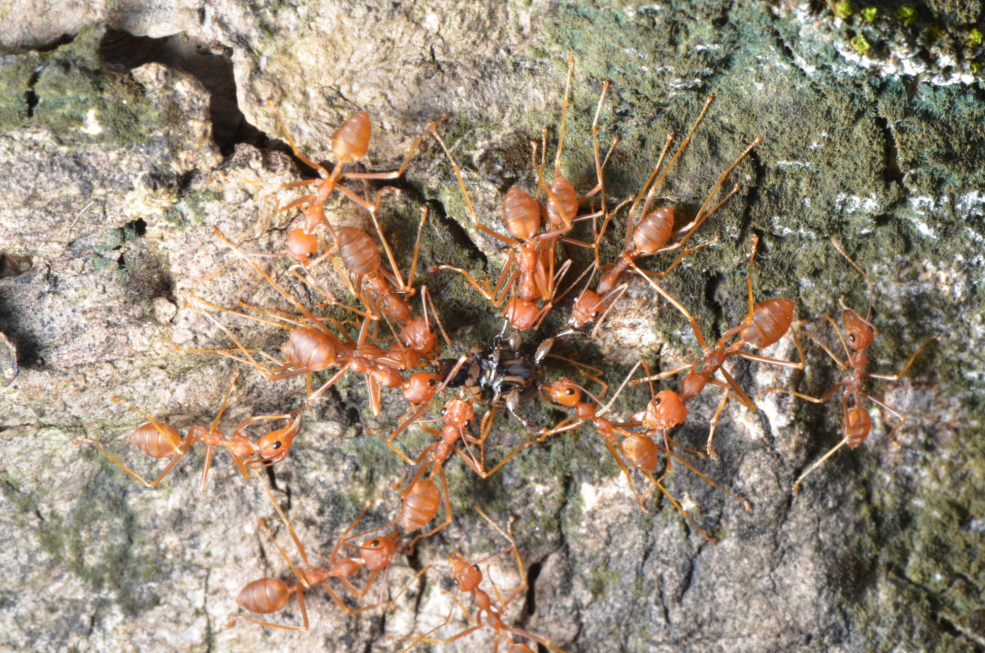 Types of Ants in Kansas