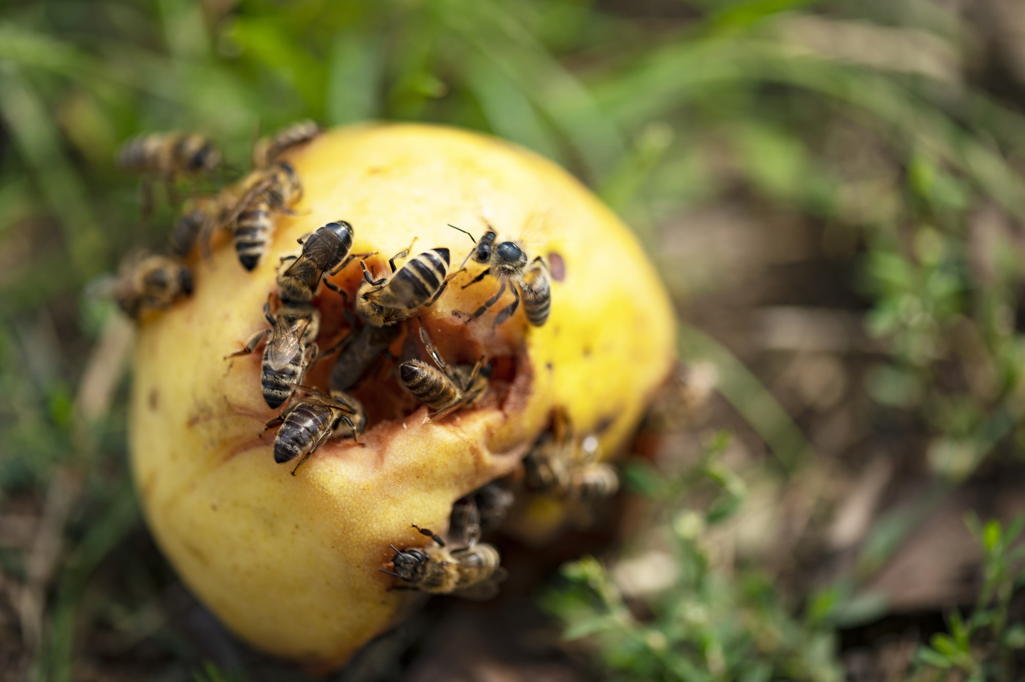 Types of Bees in Arizona
