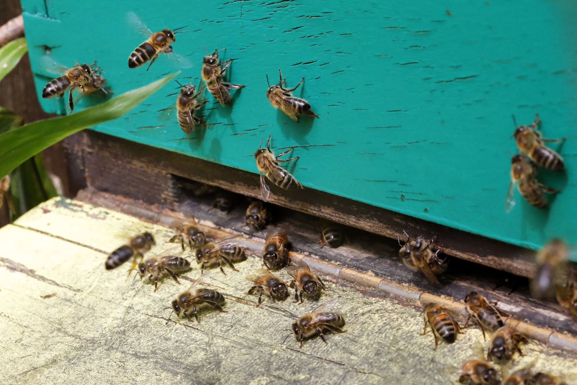 Types of Bees in Colorado