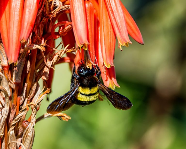 15 Types of Bees in Kentucky