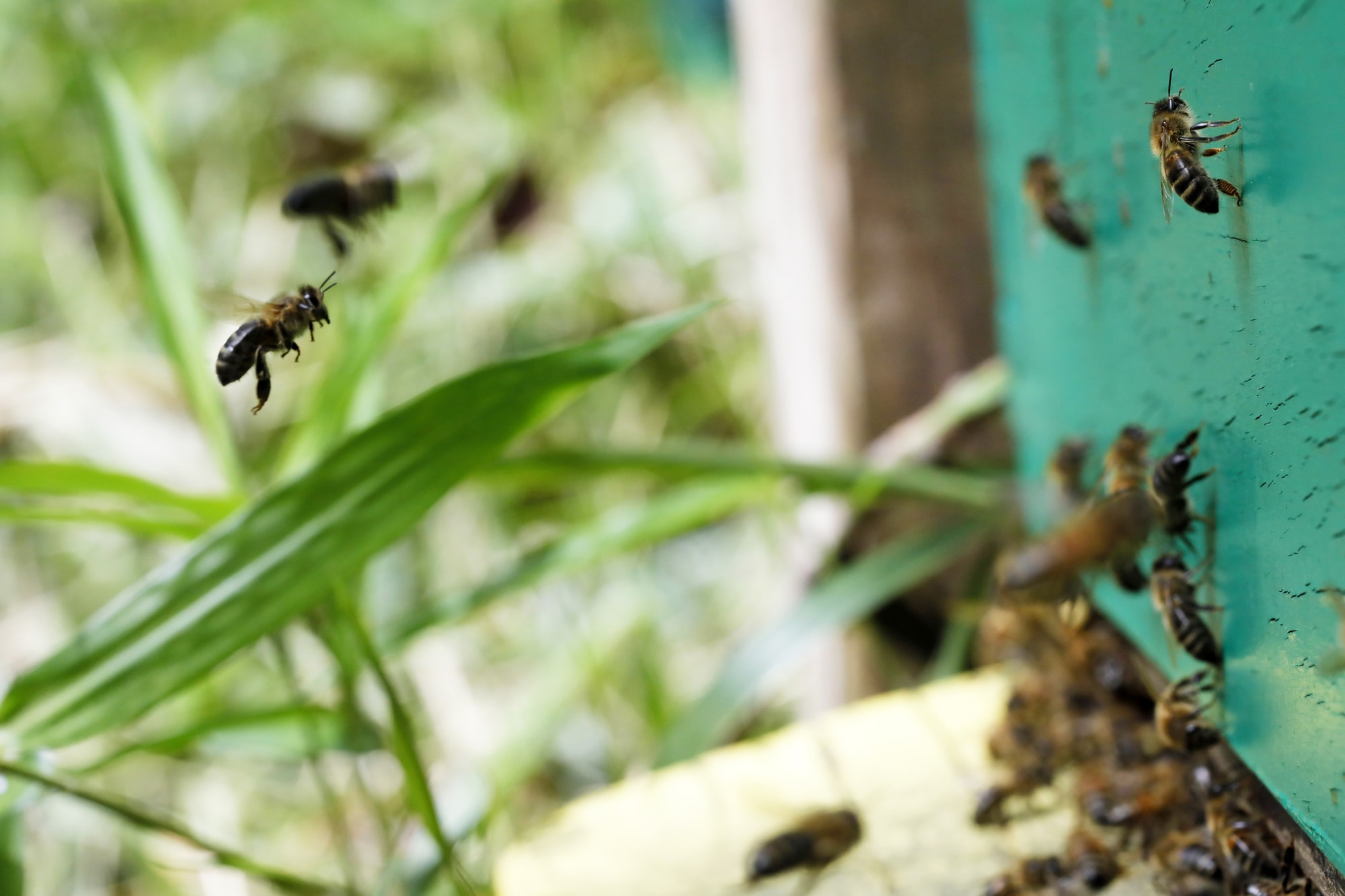 Types of Bees in Oregon