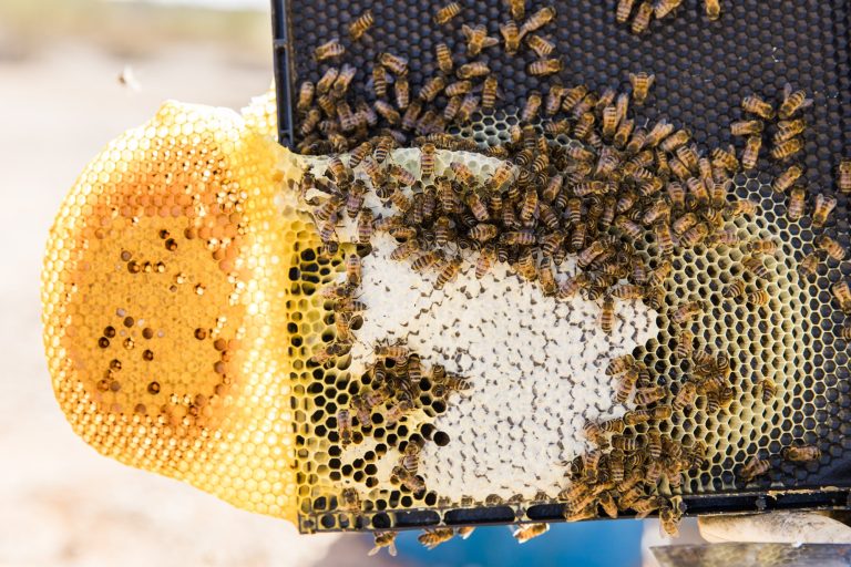 17 Types of Bees in Wisconsin