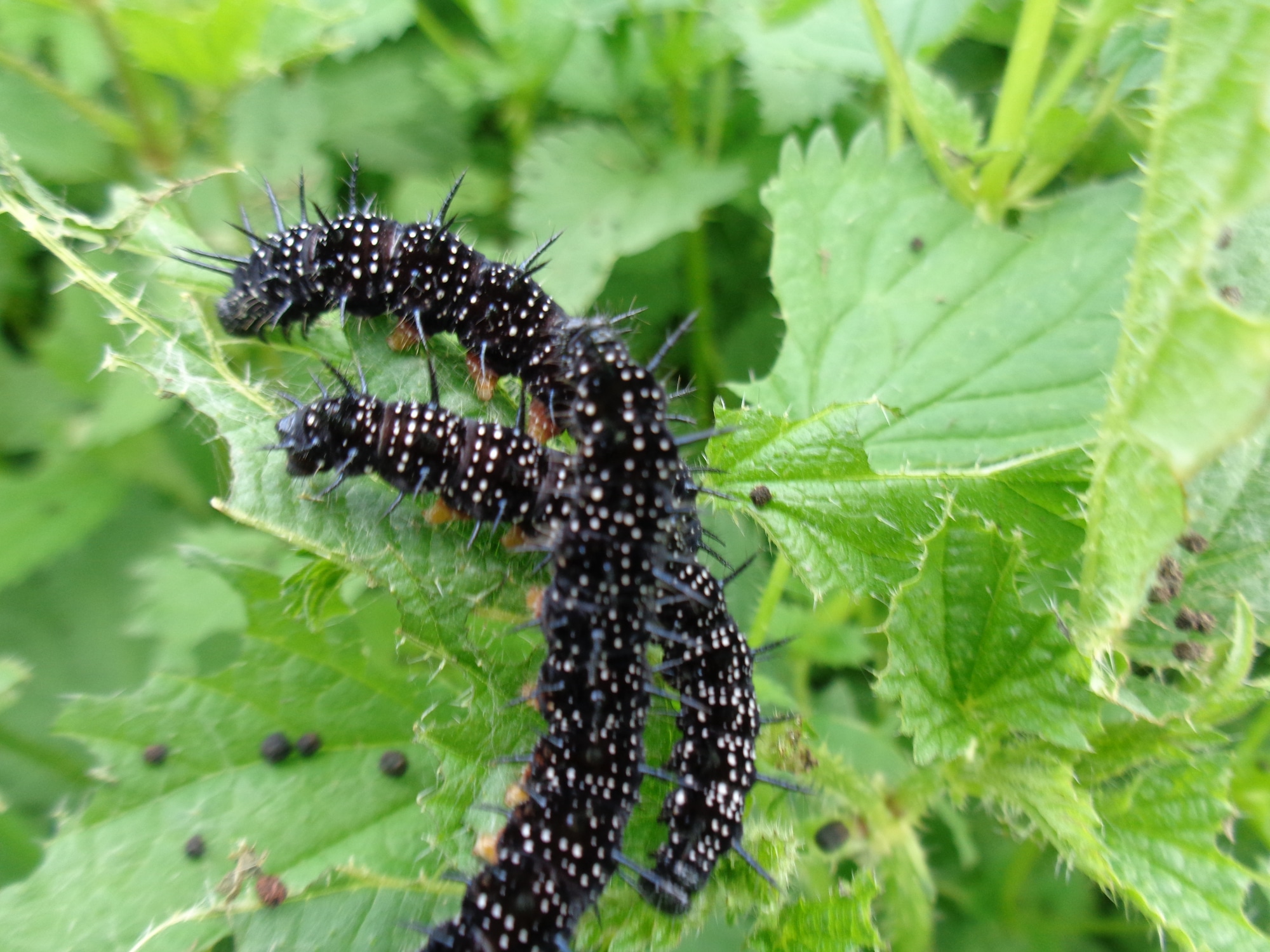 Types of Caterpillars in Alabama