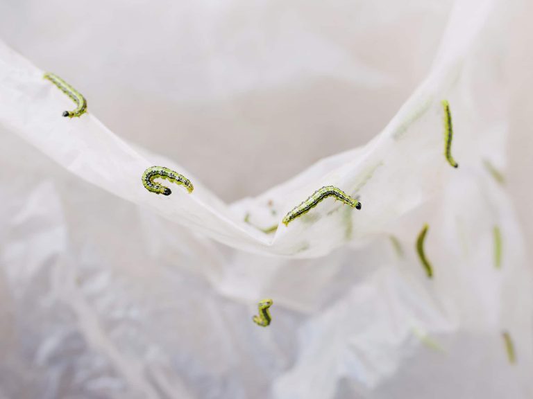 121 Types of Caterpillars in Florida