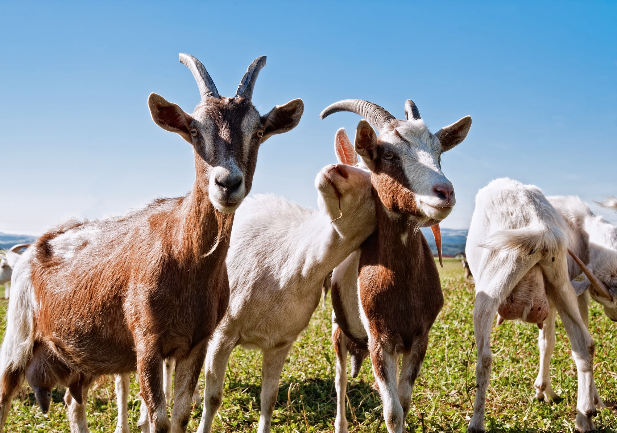 Types of Goat Breeds for Meat