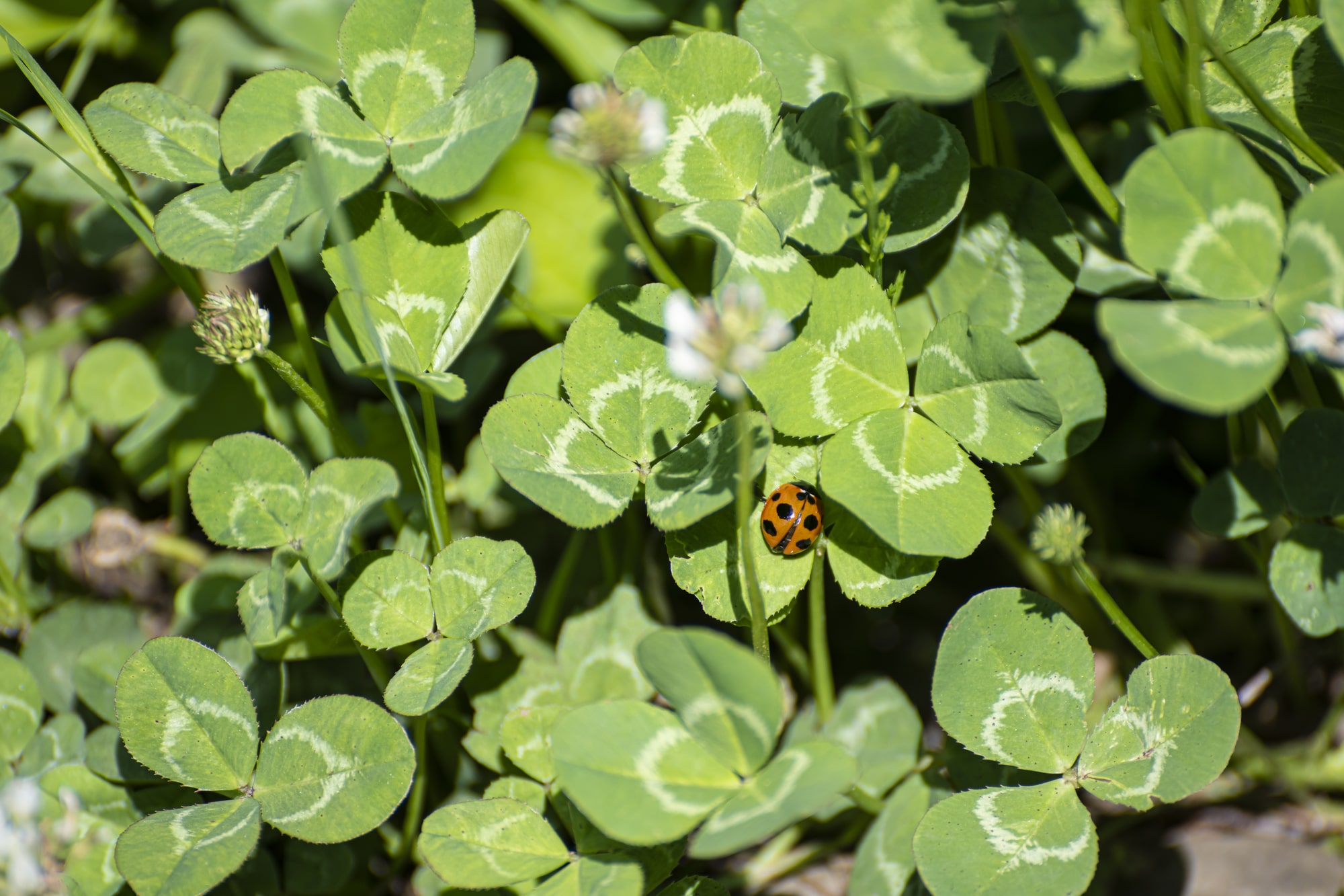 Types of Ladybugs In Canada