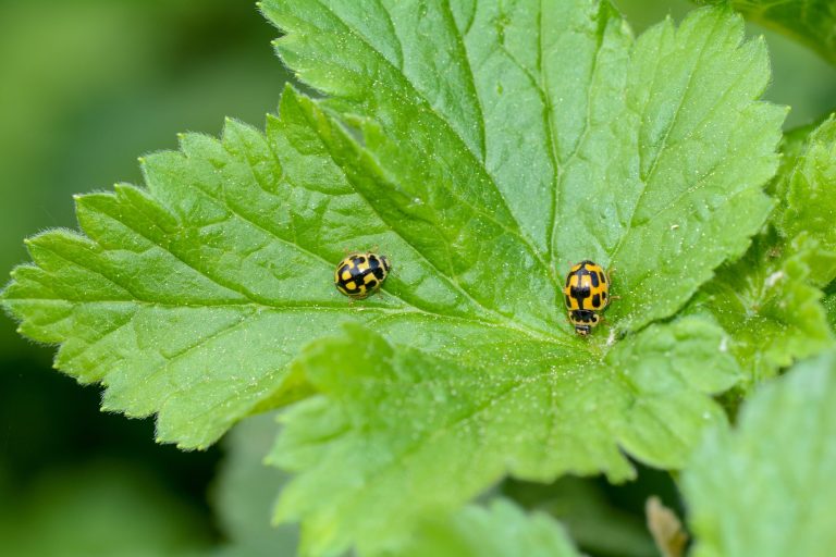 10 Types of Ladybugs in North Carolina