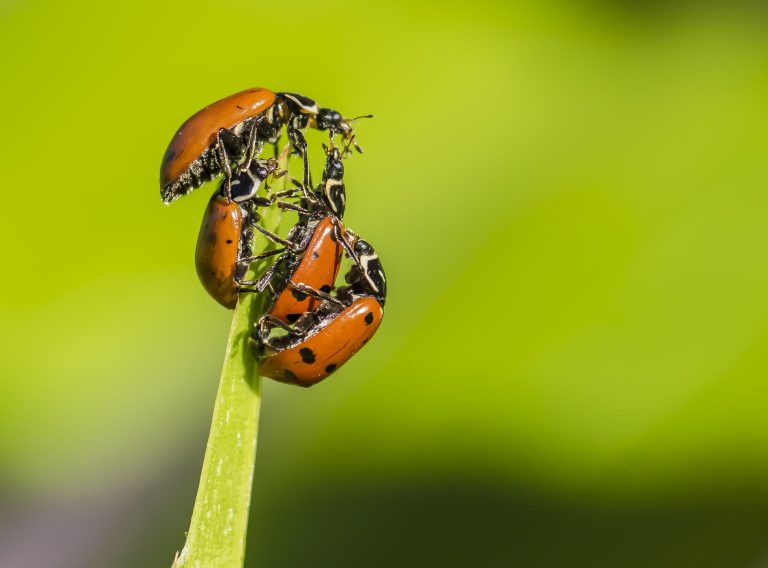 12 Types of Ladybugs in Ohio