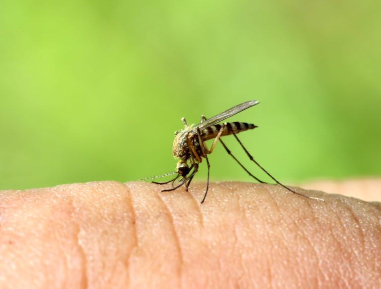 10 Different Types of Mosquitoes in Nigeria